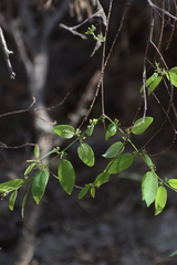 Karwinskia humboldtiana