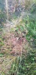 Agrostis vinealis trinii