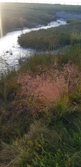 Agrostis gigantea
