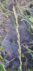 Triglochin palustris