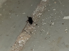 Coleoptera