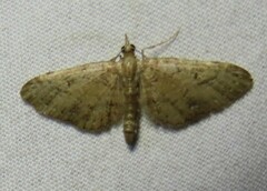 Eupithecia unicolor