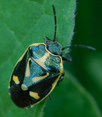Eurydema oleracea