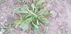 Plantago depressa
