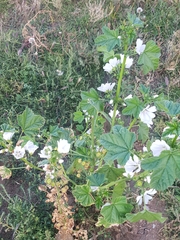 Malva verticillata