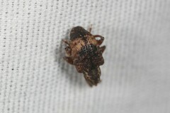 Conotrachelus aratus