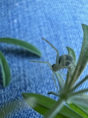 Misumena vatia