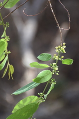 Karwinskia humboldtiana