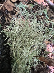 Usnea ceratina