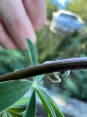 Misumena vatia