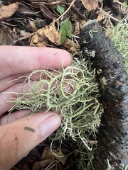 Usnea ceratina