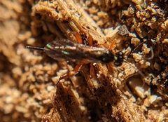 Diplazon laetatorius