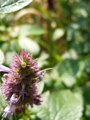 Agastache