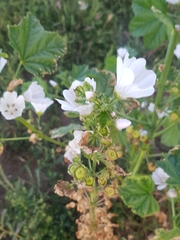Malva verticillata