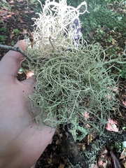 Usnea ceratina