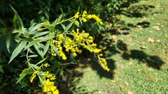 Solidago caesia