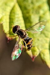 Toxomerus occidentalis