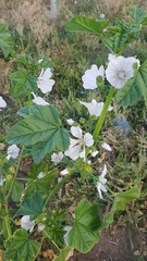 Malva verticillata