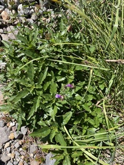 Penstemon serrulatus