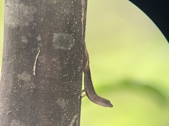 Anolis cupreus