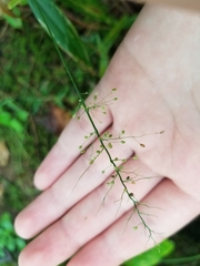 Dichanthelium polyanthes