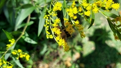 Solidago caesia