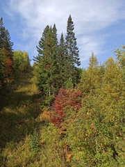 Abies sibirica