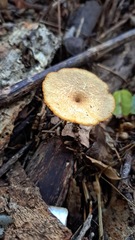 Polyporus tuberaster