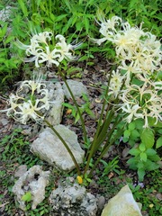 Lycoris radiata