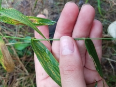 Dichanthelium polyanthes