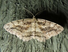 Neoalcis californiaria