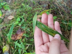 Dichanthelium polyanthes