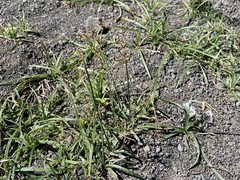 Cyperus rotundus