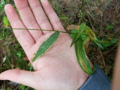 Dichanthelium polyanthes