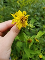 Helianthus hirsutus