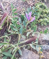 Astragalus laxmannii