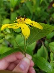 Helianthus hirsutus