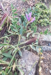 Astragalus laxmannii