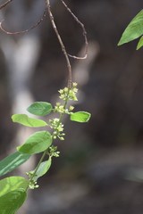 Karwinskia humboldtiana