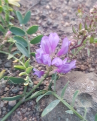Astragalus laxmannii