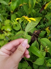Helianthus hirsutus