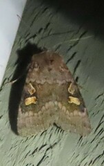 Xestia xanthographa