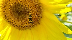 Milesia virginiensis