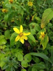 Helianthus hirsutus