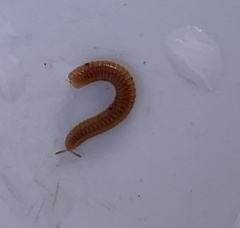 Cylindroiulus caeruleocinctus