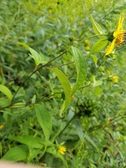 Helianthus hirsutus