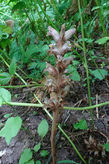 Orobanche