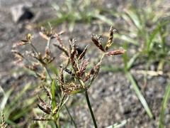 Cyperus rotundus