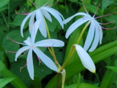 Crinum americanum