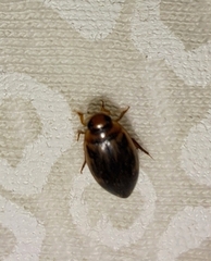 Coptotomus